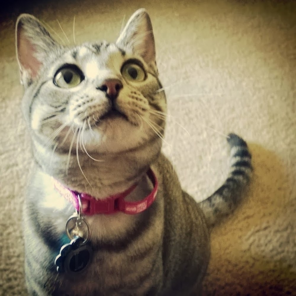 Meet your Posher, Taylor